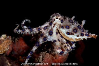 Scipione Mannacio Soderini had never seen a blue ring octopus in the wild before the day that he took this shot, which won first prize in the mirrorless macro category of the 2016 Ocean Art Competition.