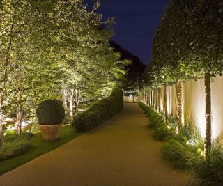 A long and narrow driveway with pleached trees growing along a wall uplight with spotlights