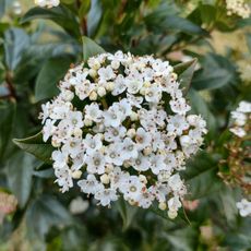 Viburnum hedge flower