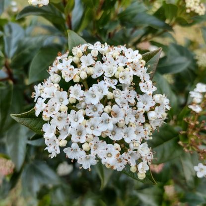 Viburnum hedge flower