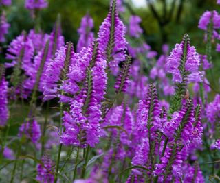 The obedient plant, Physostegia virginiana, with lilac-purple blooms in a garden