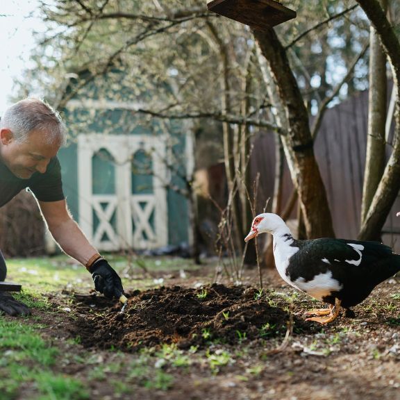 Raising Ducks In The Garden Benefits Of Vegetable Garden Ducks