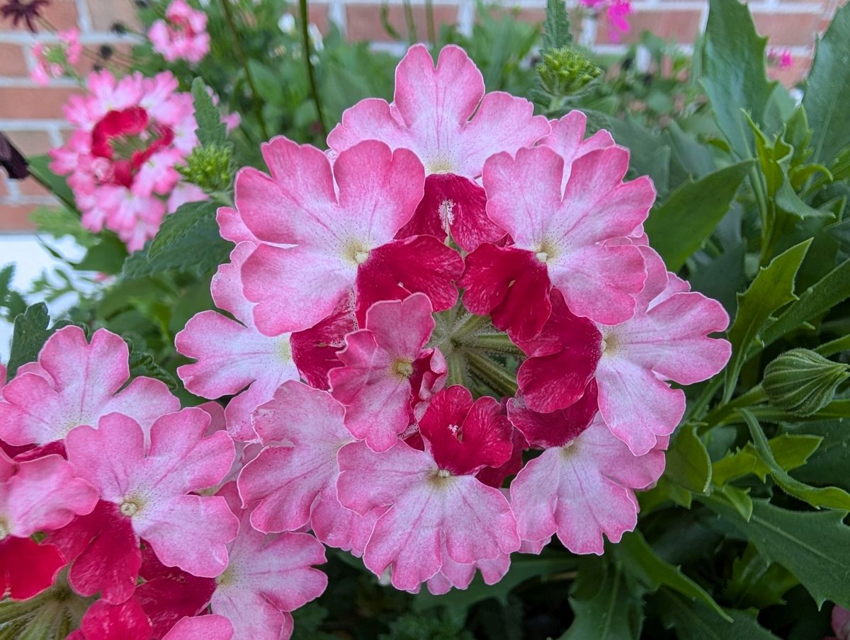 Google Pixel 9 Pro XL macro sample.