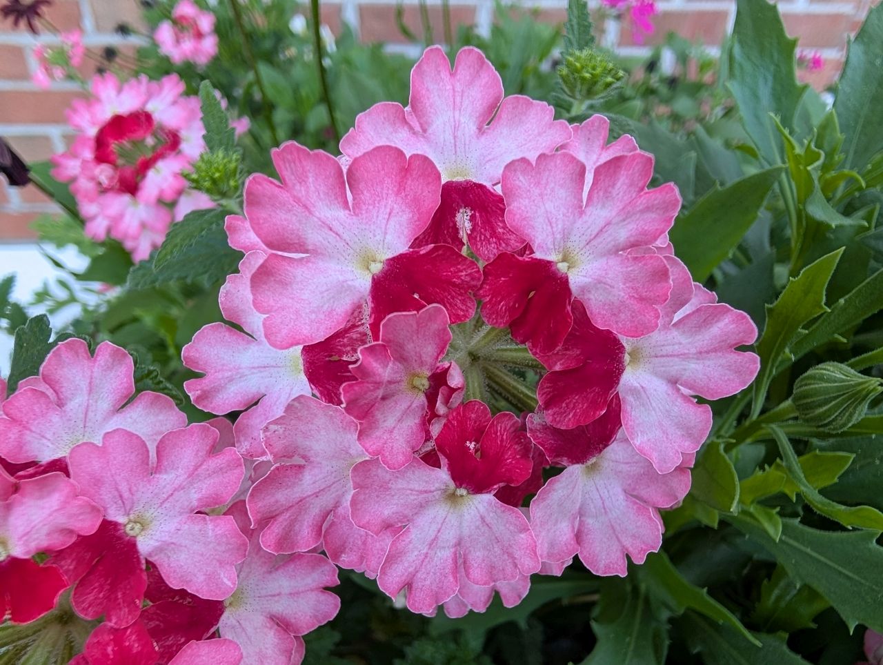 Google Pixel 9 Pro XL macro sample.