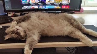 A long-haired cat enjoying a fan and lying on its back on a desk