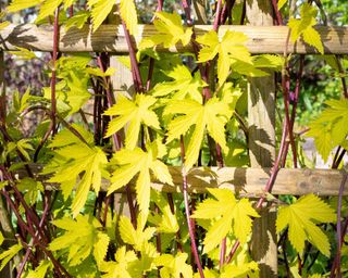 Humulus lupulus Aureus - golden hop – growing up a garden trellis