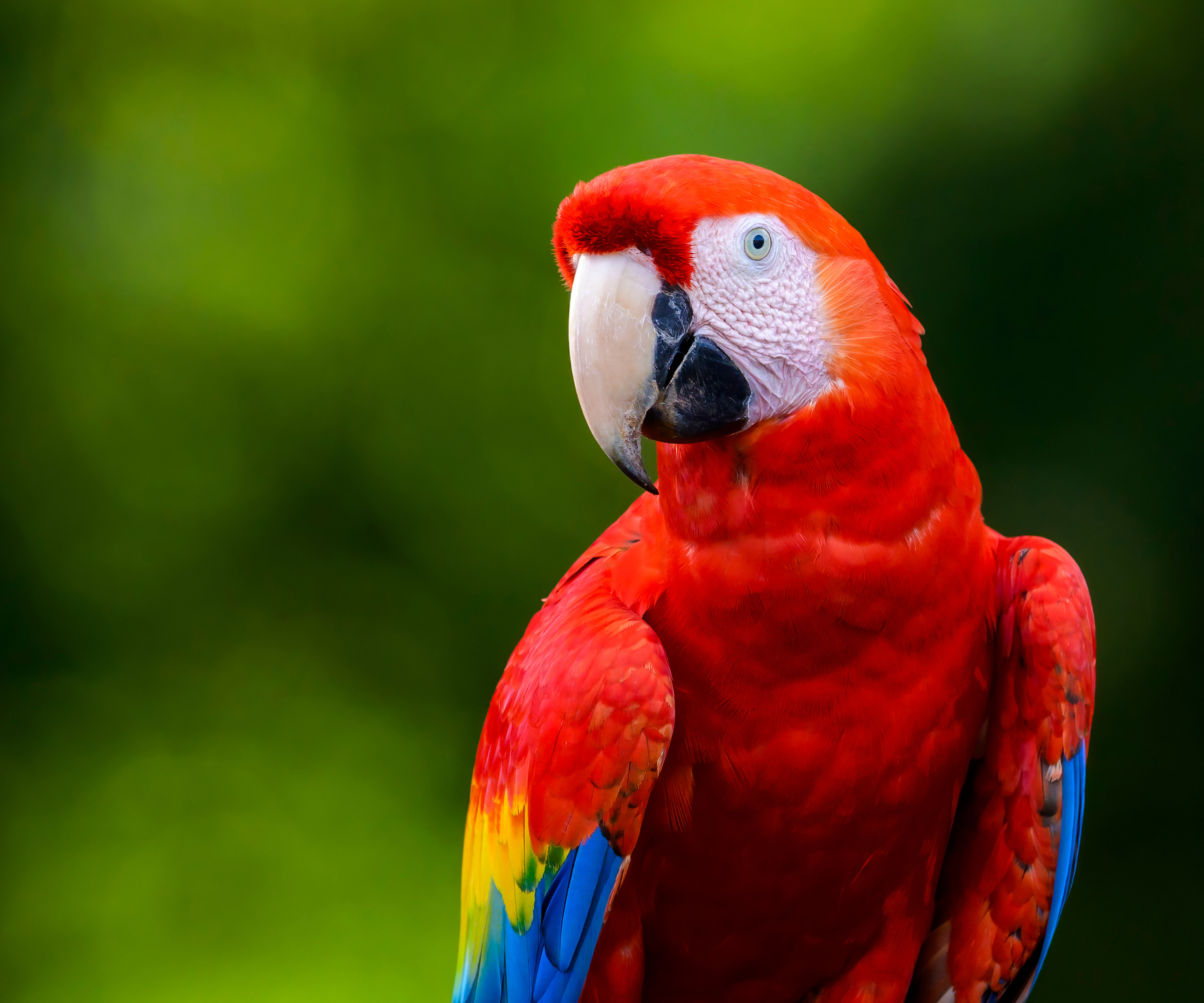 Scarlet Macaw (Ara macao) parrot portrait, looking at camera, Costa Rica.
