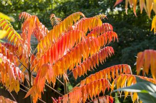Red and orange leaves of Staghorn sumac (Rhus typhina) in autumn