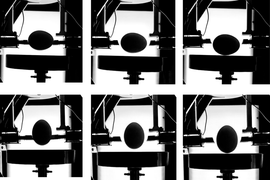 MIT egg research