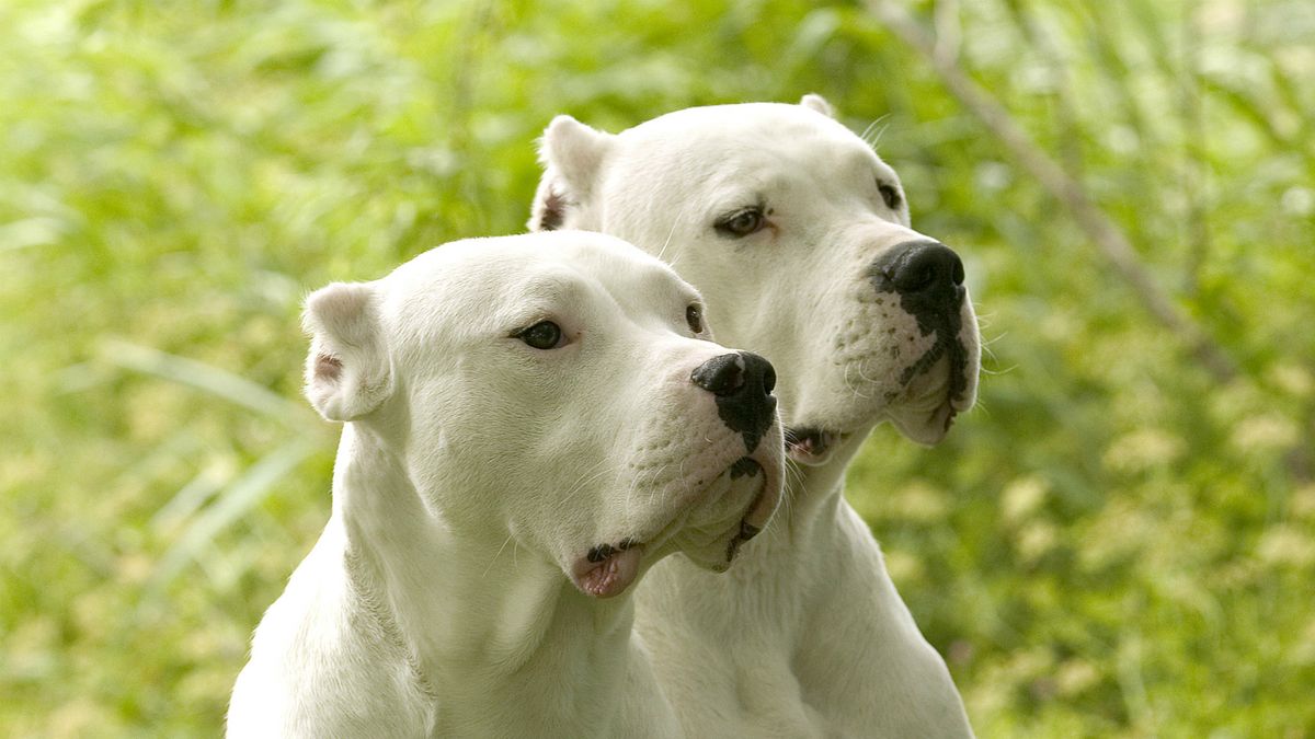 Why is Dogo Argentino banned in the UK? - Quora