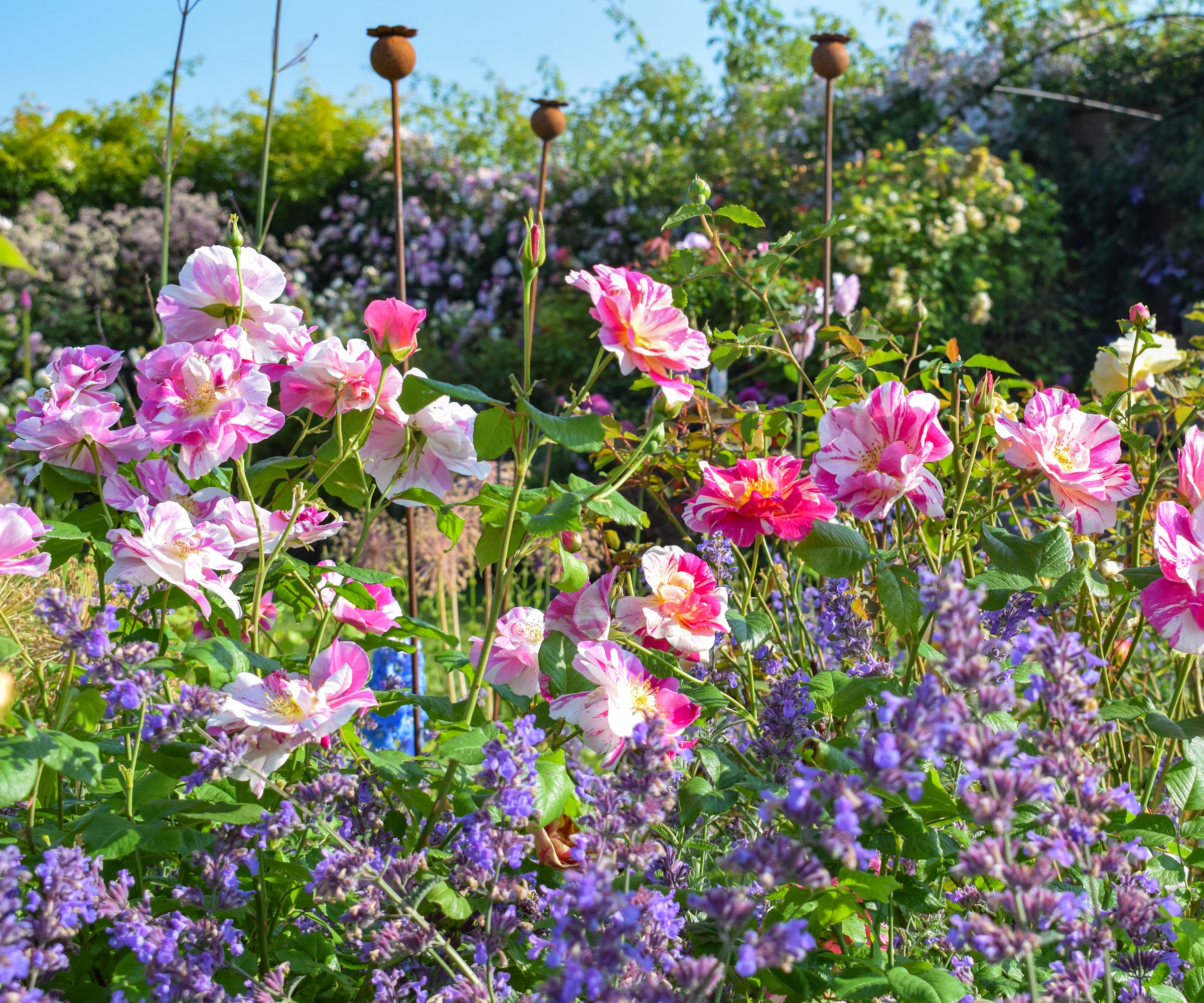 The King's Rose - a fuchsia and white striped shrub rose growing with catmint