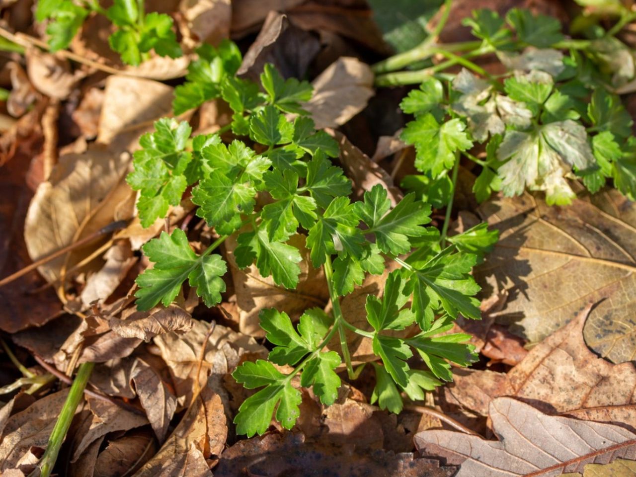 Green Parsley Plants