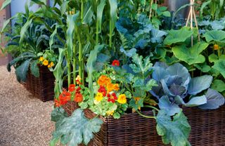 raised vegetable beds on gravel