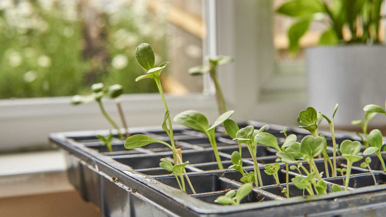 Seedlings growing in a module tray on a bright windowsill