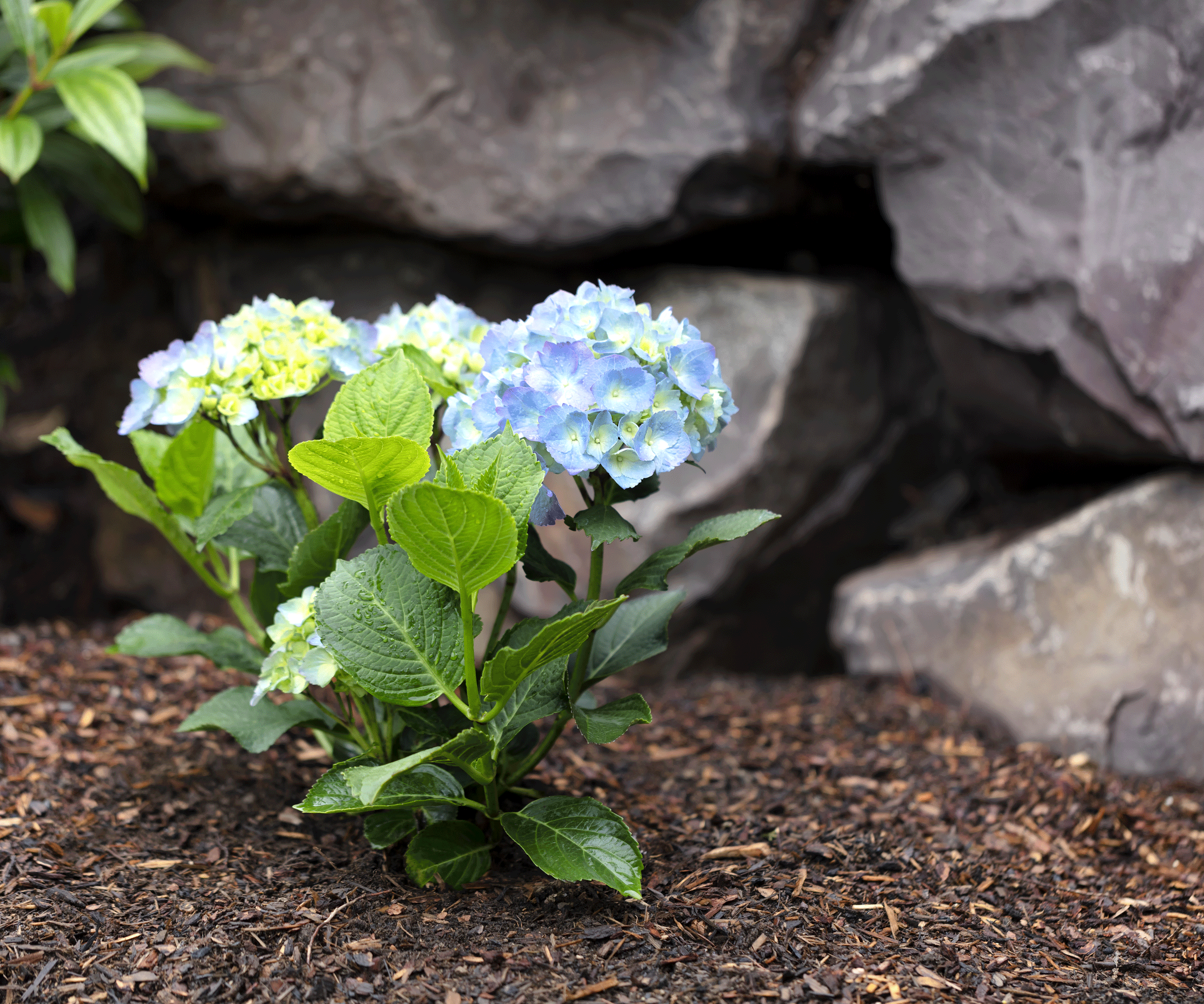 blue hydrangea plant with mulch