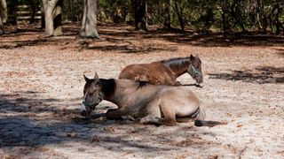 2 carolina marsh tacky horses lying down