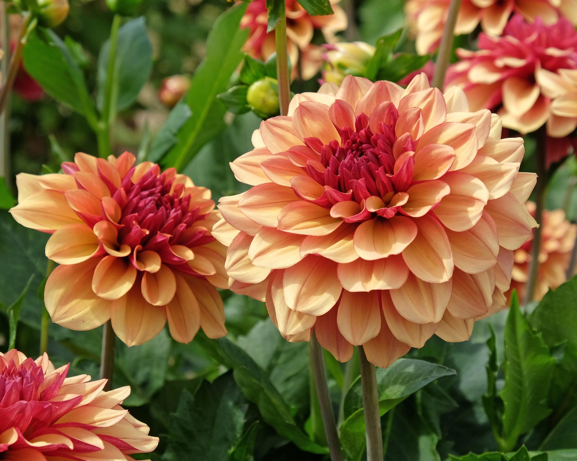 Orange colored dahlia flowers