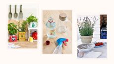 Collage showing three natural methods for how to keep ants away from the house including herbs, vinegar and lavender plants