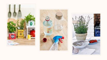 Collage showing three natural methods for how to keep ants away from the house including herbs, vinegar and lavender plants