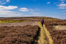 A walker on St Cuthbert's Way National Trail on Gains Law in the Cheviot Hills, Northumberland.