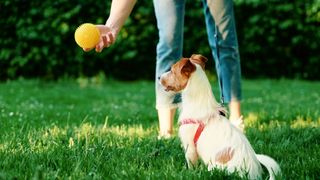 dog and ball