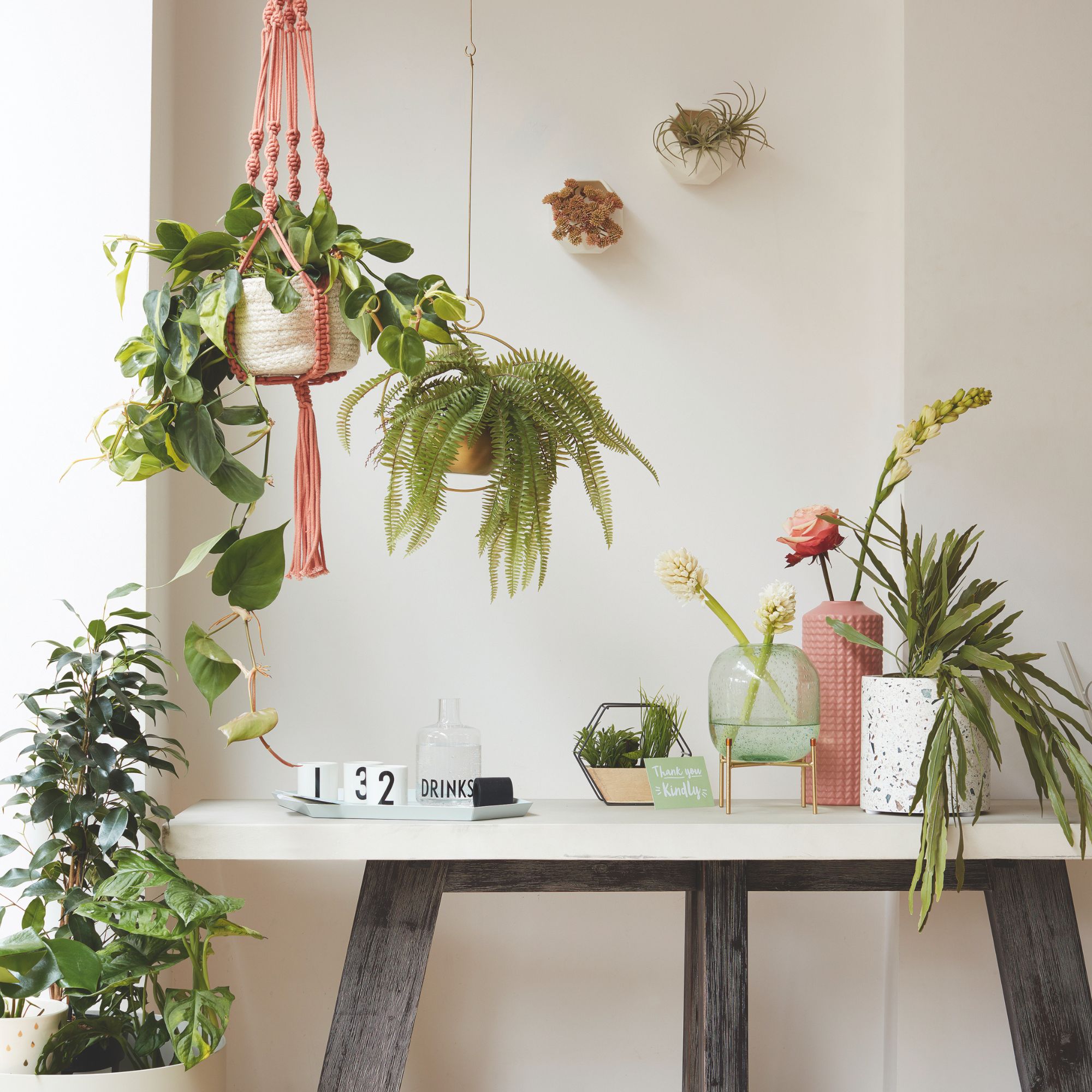 houseplants on table