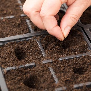 Close-Up Of Hand Sowing Seeds In Seedling Tray