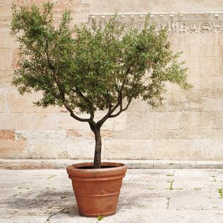 Frantonio olive tree
