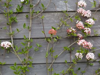 Viburnum × burkwoodii 'Mohawk' growing against fence