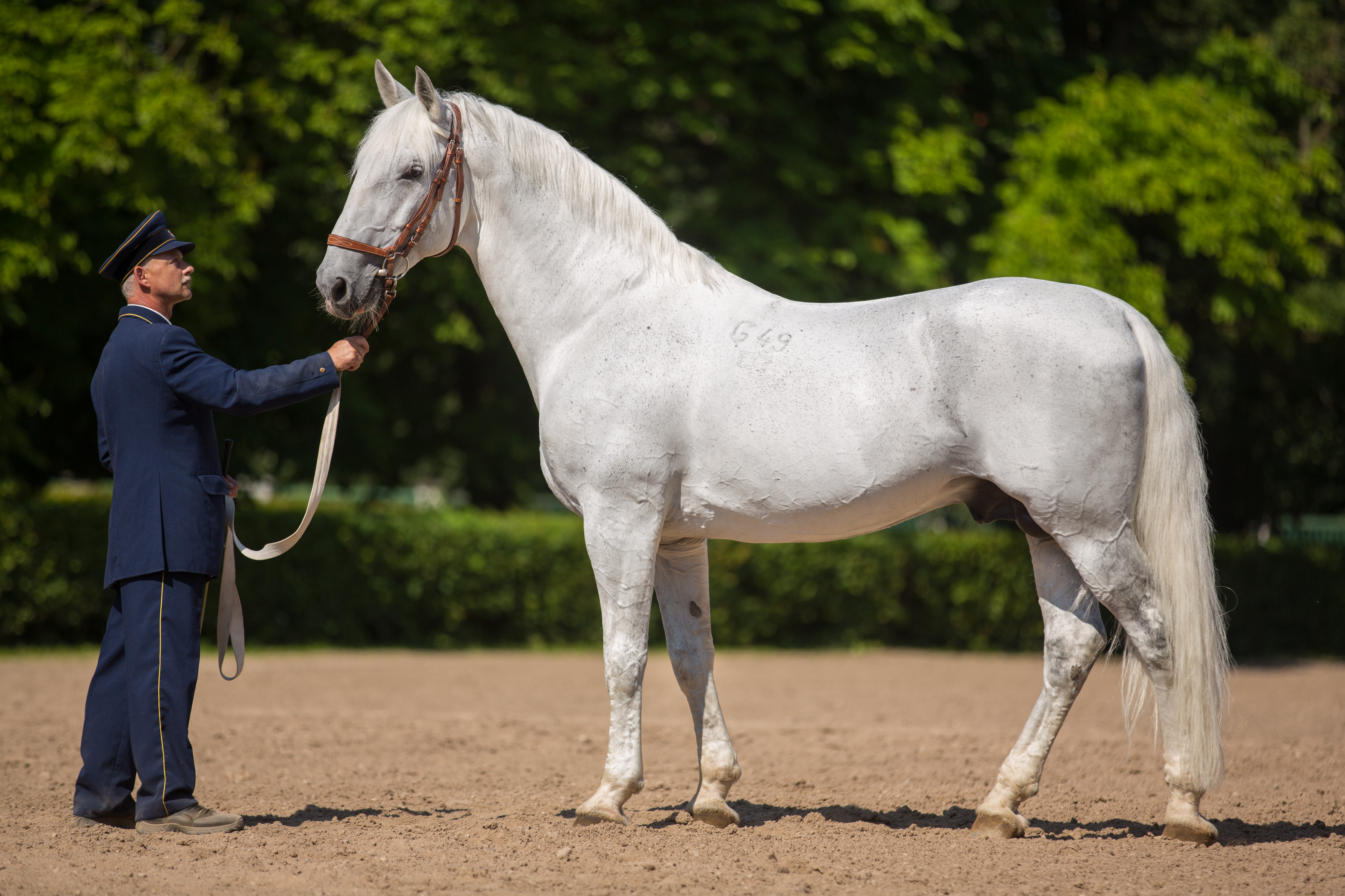 Kladruber-Breeding-Stallion-Generale-Pastorella-VII-Photo-by-Magdalena-Strakova.jpg