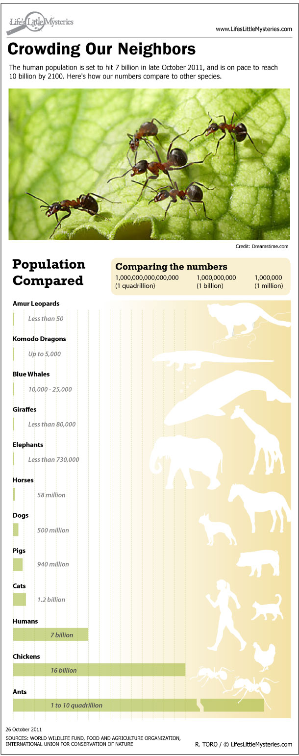 How Human Population Stacks Up to Other Animals (Infographic) | Live Science
