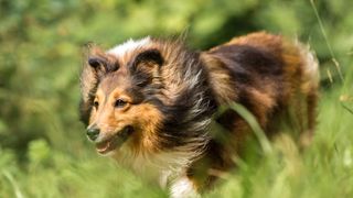 Shetland Sheepdog