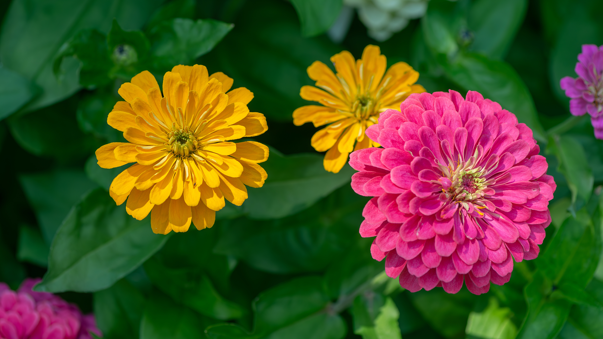 Zinnias in bloom