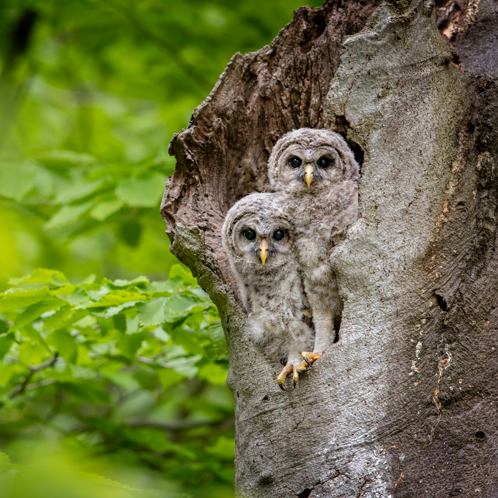 A pair of Barred Owlets explore their new world