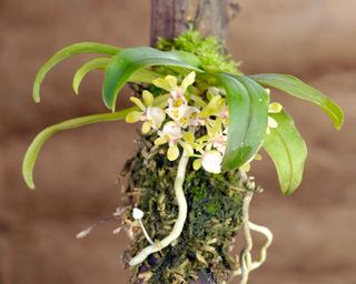 Gastrochilus somai mounted orchid