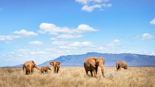 Elephant family grazing near the water hole at Tsavo East National Park, Kenya.