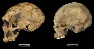 Neanderthal and modern human cranial differences. On the left is a Neanderthal from France (cast of La Ferrassie 1) and on the right is a recent modern human from Polynesia.