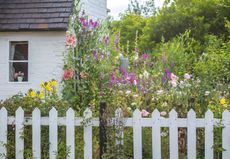 cottage garden with hollyhocks and white picket fence
