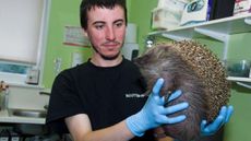 hedgehog, balloon syndrome, zeppelin, zeppline