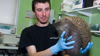 Zepplin the hedgehog, before he was "deflated."