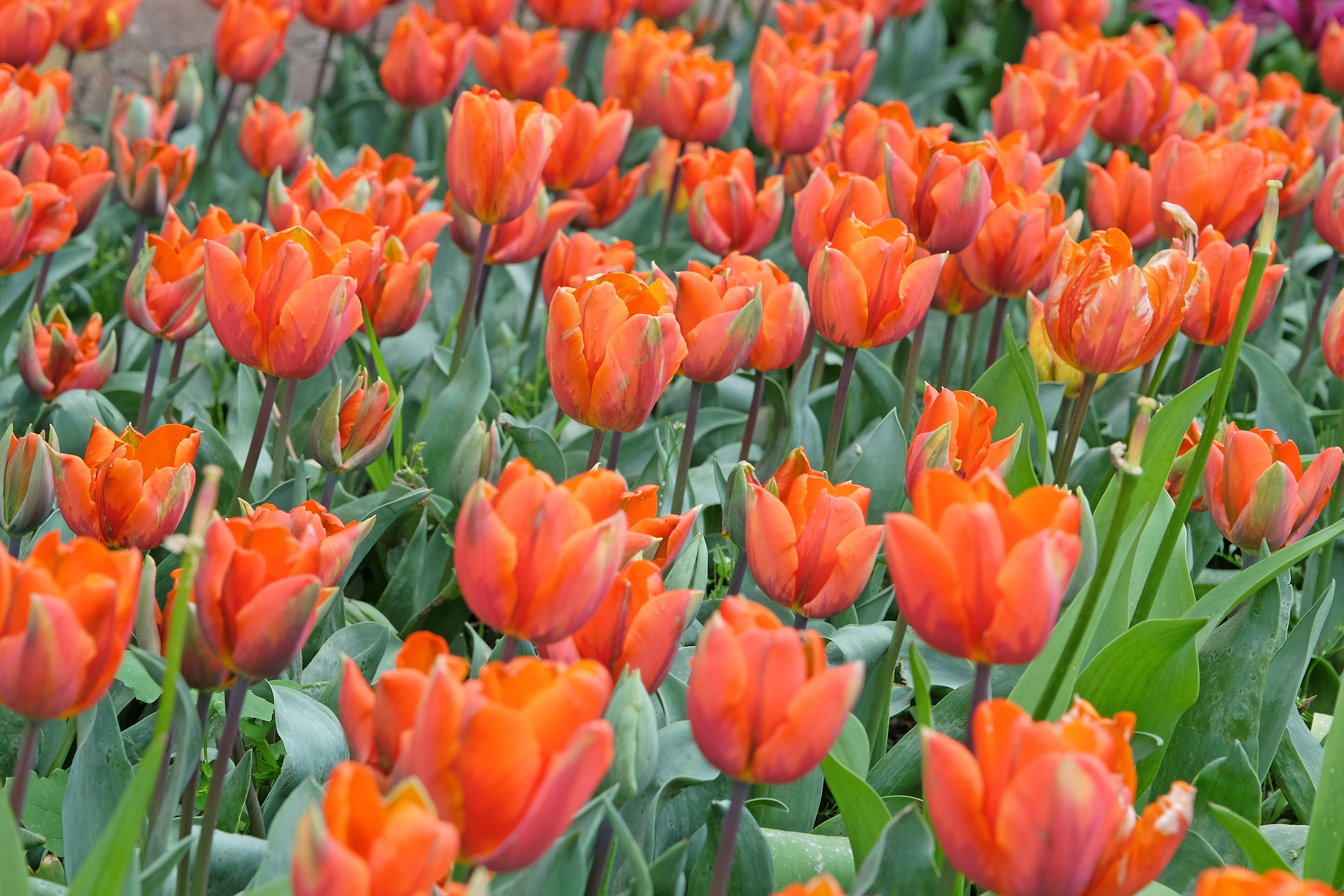 Orange triumph tulip, Tulipa Princess Irene, in flower.