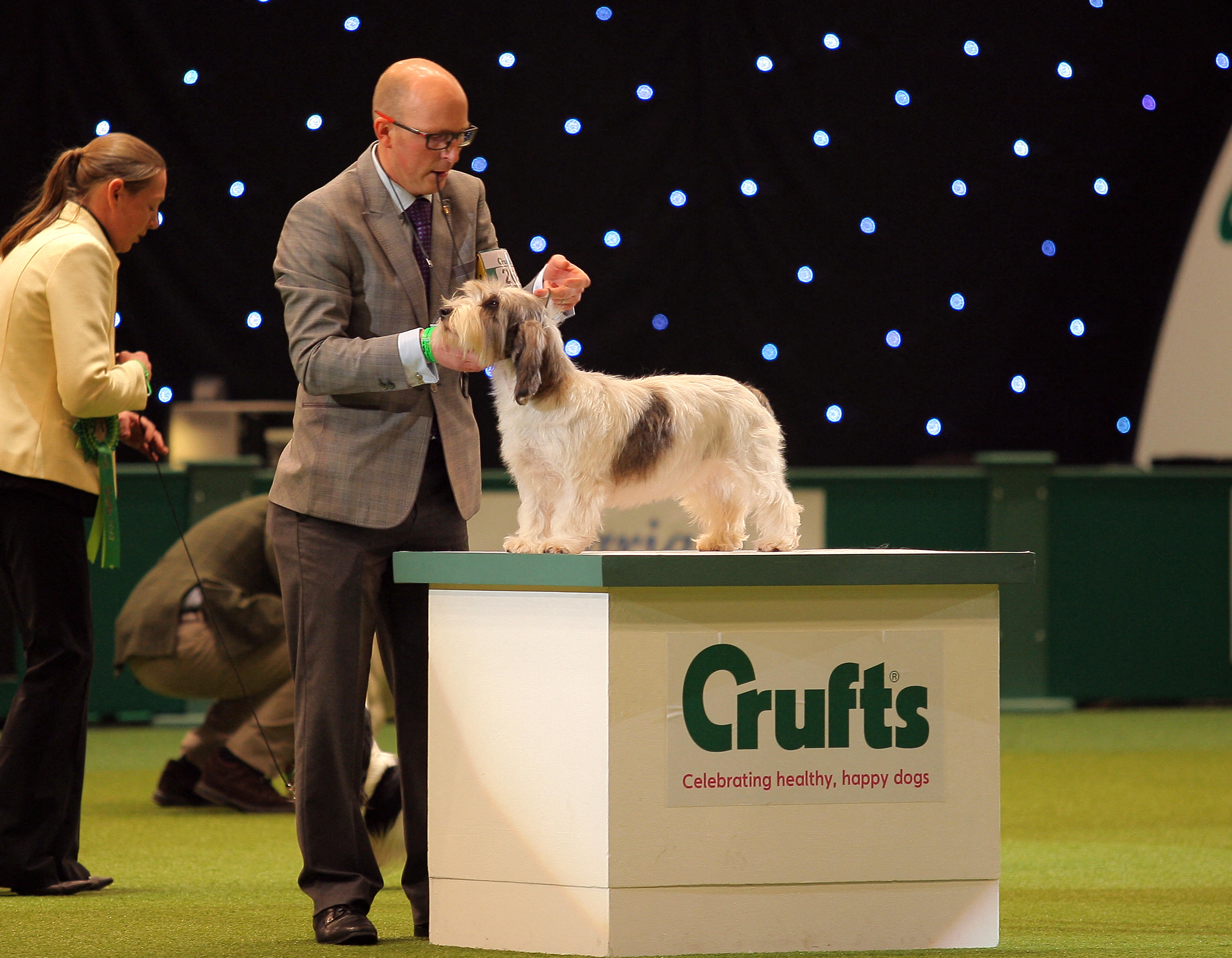 A Petit Basset Griffon-Vendéen being judged at Crufts, standing on a table as a handler presents the dog.