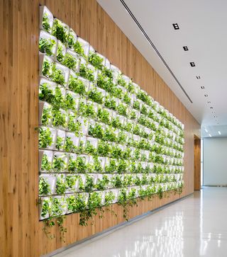 A plant wall set into the wood-lined interior