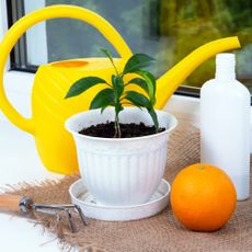 Orange citrus plant growing on windowsill, grow plants from pips