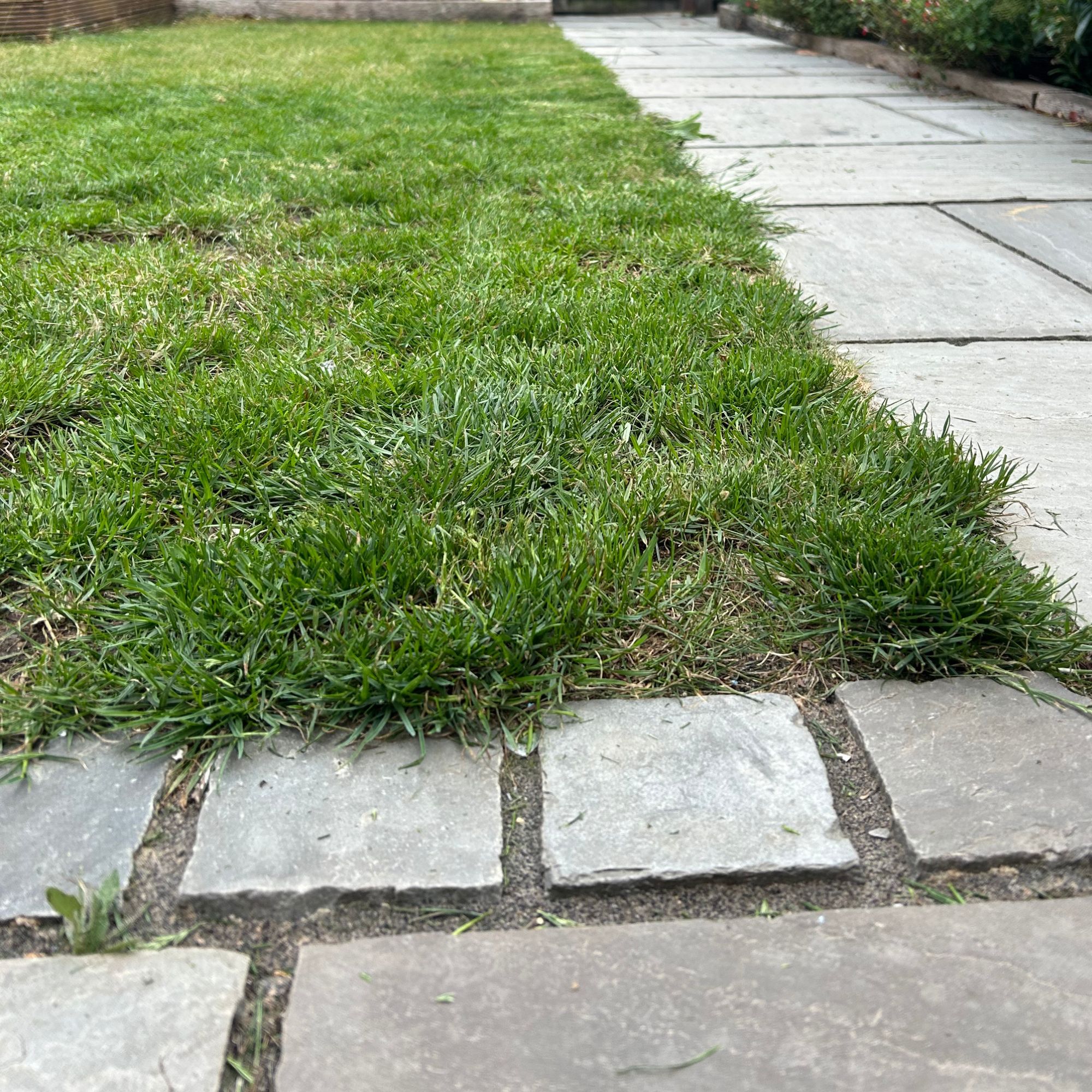 Edge of lawn after being mowed