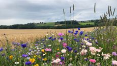 wildflower meadow