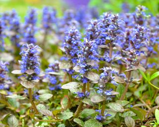 Blue flowers of ajuga or bugleweed