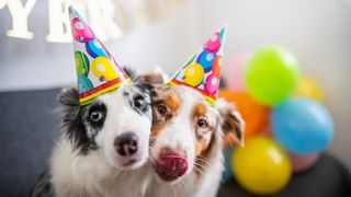 Dogs wearing party hats