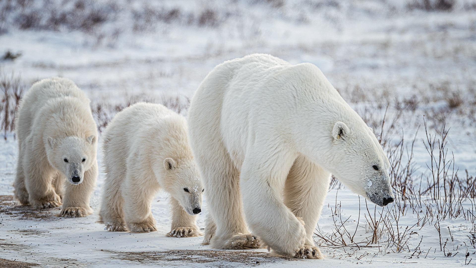 Three polar bears move around near Churchill, Canada.