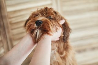 Young woman's hands holding a puppy dogs face